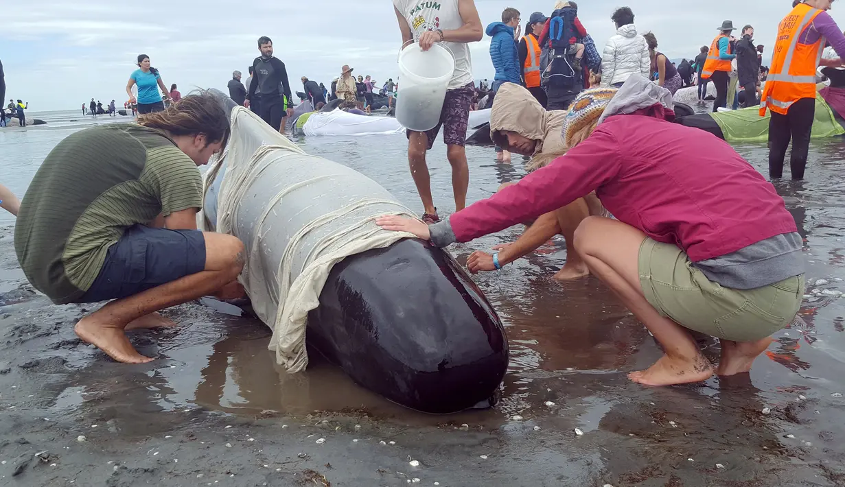 Sekelompok sukarelawan berusaha menyelamatkan sekitar 100 paus yang masih hidup, dari 400-an paus yang terdampar di ujung dari Pulau Selatan, tepatnya di area Farewell Spit, Selandia Baru, Jumat (10/1). (TRACY NEAL/RADIO NEW ZEALAND/AFP)