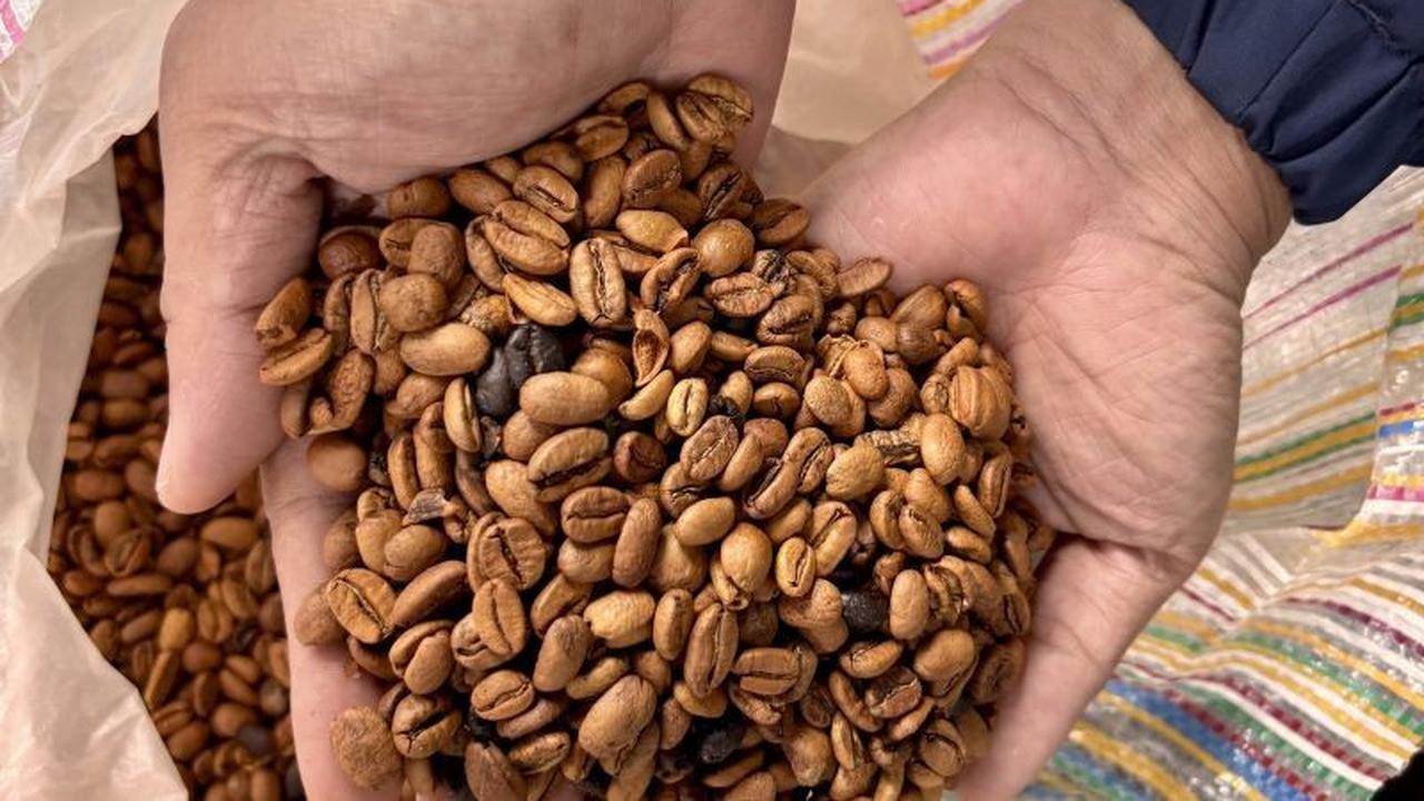 Balada Kopi Gayo: Bangkit dari Bencana dan Berjuang Melawan Krisis Iklim