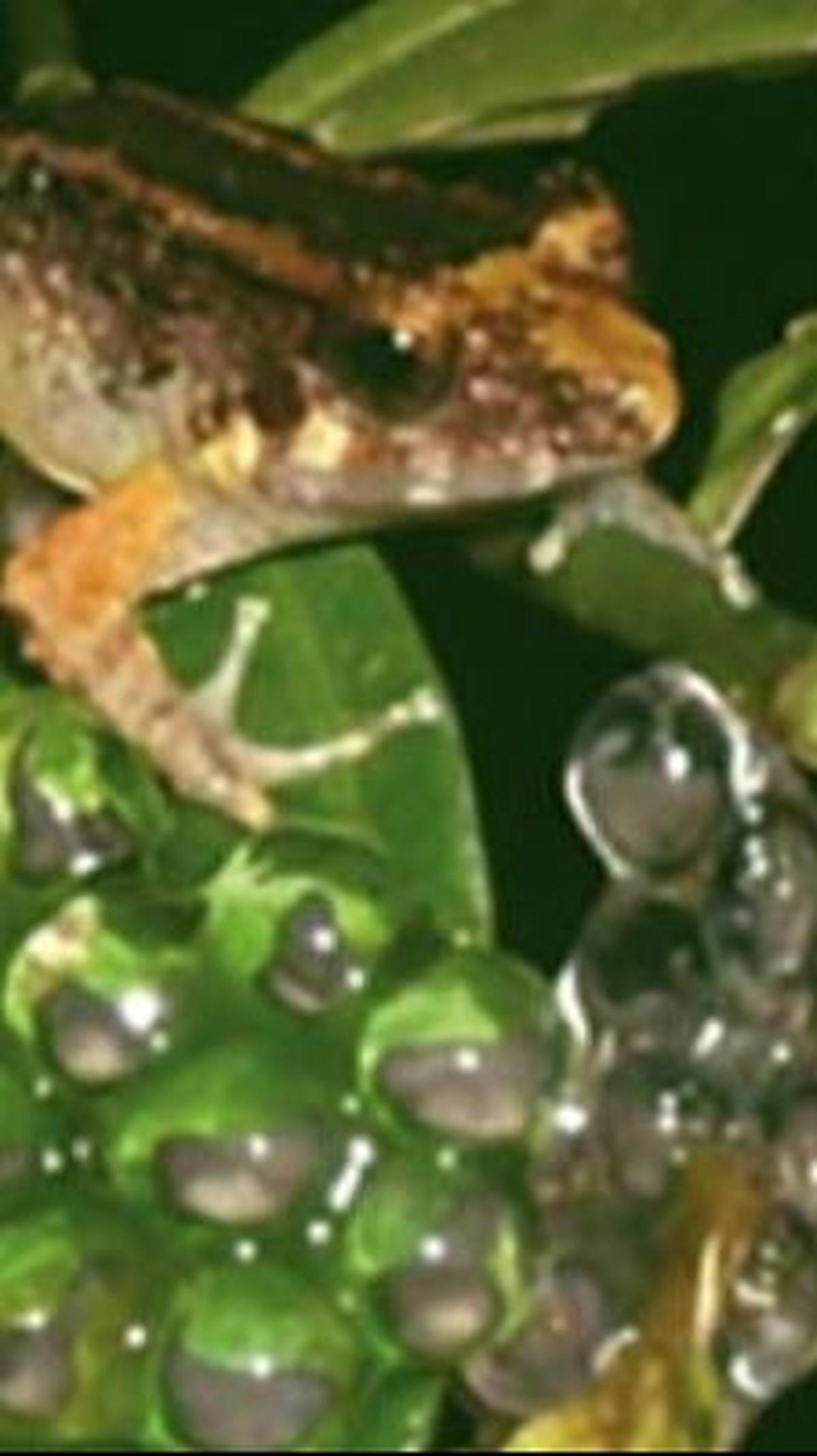 4. Tempat Katak Bertaring Menyimpan Telurnya<br>