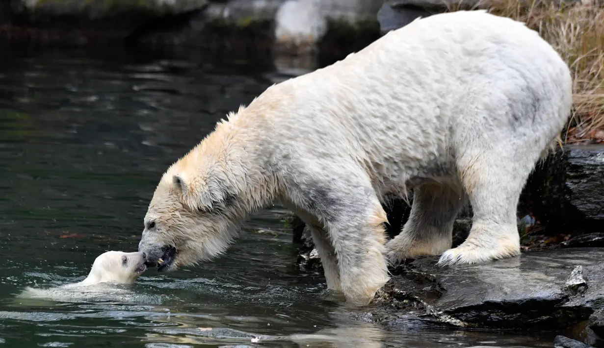 Bayi beruang kutub dan ibunya yang bernama Tonja bermain dalam kandang mereka di Kebun Binatang Tierpark, Berlin, Jerman, Jumat (15/3). Bayi beruang kutub tersebut lahir pada 1 Desember 2018. (John MACDOUGALL/AFP)