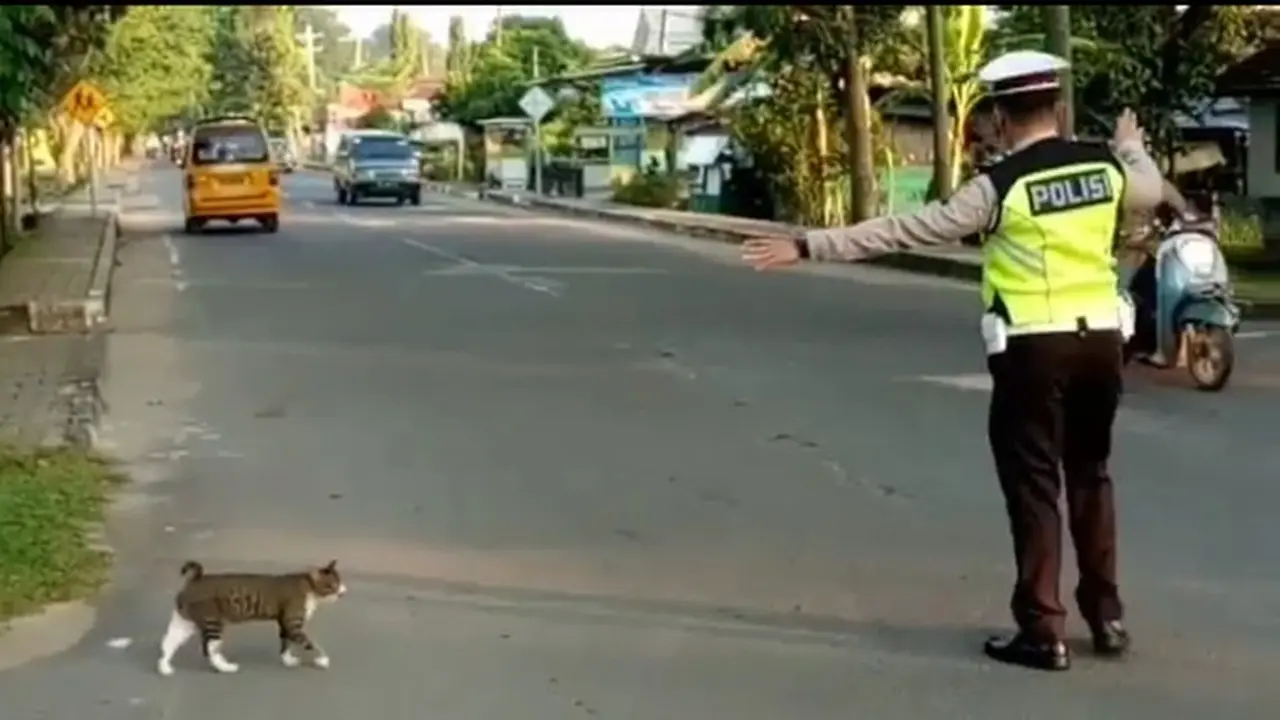 Polisi Sebrangkan Kucing