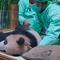 Potret terbaru bayi panda Satrio Wiratama di Taman Safari Indonesia, Puncak, Bogor. (dok. TSI)