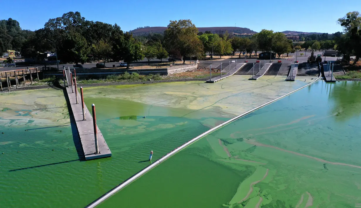 Foto udara menunjukkan mekarnya cyanobacteria atau disebut ganggang biru-hijau di Clear Lake di Redbud Park, California (26/9/2021). Clear Lake adalah danau air tawar alami terbesar kedua di California. (Justin Sullivan/Getty Images/AFP)