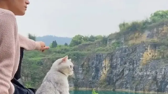 Gemas, Pria Ini Ajak Kucing yang Dianggap Pasangan Traveling Keliling Dunia