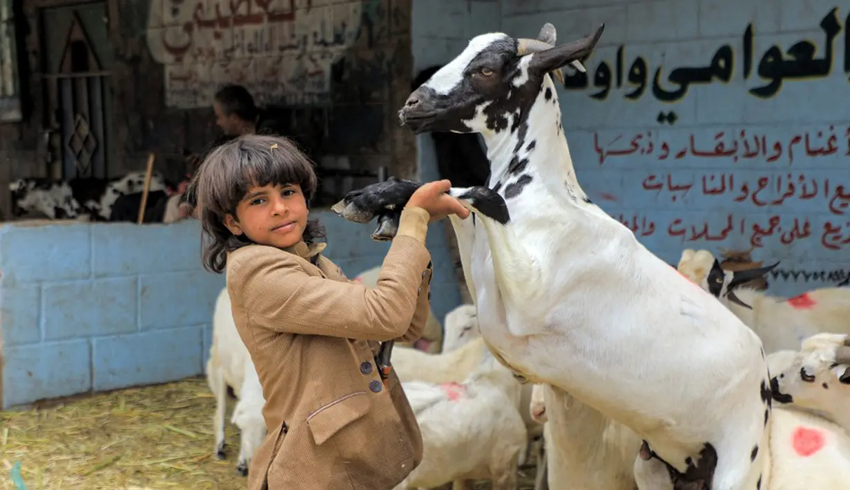 Seorang anak memegang kaki depan kambing di pasar ternak di Sanaa, Yaman, Rabu (14/7/2021). Orang-orang membeli perbekalan untuk persiapan perayaan Idul Adha. (MOHAMMED HUWAIS/AFP)