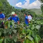 Sejarah Kebun Kopi Cikoneng yang Berpotensi Tembus Pasar Dunia, Kini Direvitalisasi Guna Tingkatkan Produktivitas, Selasa (10/6/2024) Foto: Ade Nasihudin/Liputan6.com.