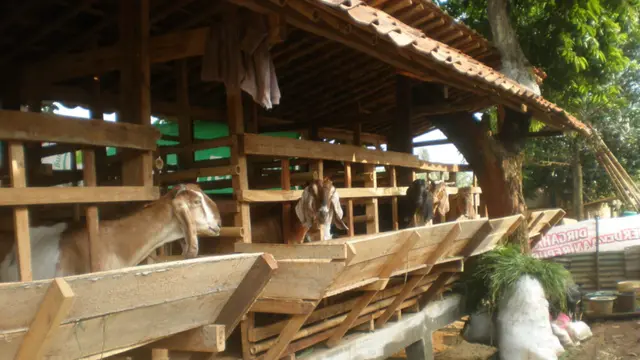 Kandang Kambing Panggung (Foto: Bibit Unggul)