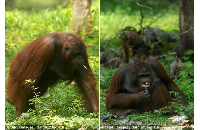 Foto: copyright Dailymail.co.uk