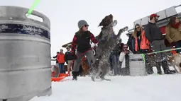 Seekor anjing bersiap menarik tong bir saat mengikuti perlombaan Monster Dog Pull di Red Lodge Ales, Montana (25/2). Perlombaan anjing ini menjadi daya tarik bagi wisatawan di kawasan tersebut. (Jim Urquhart / Getty Images / AFP)