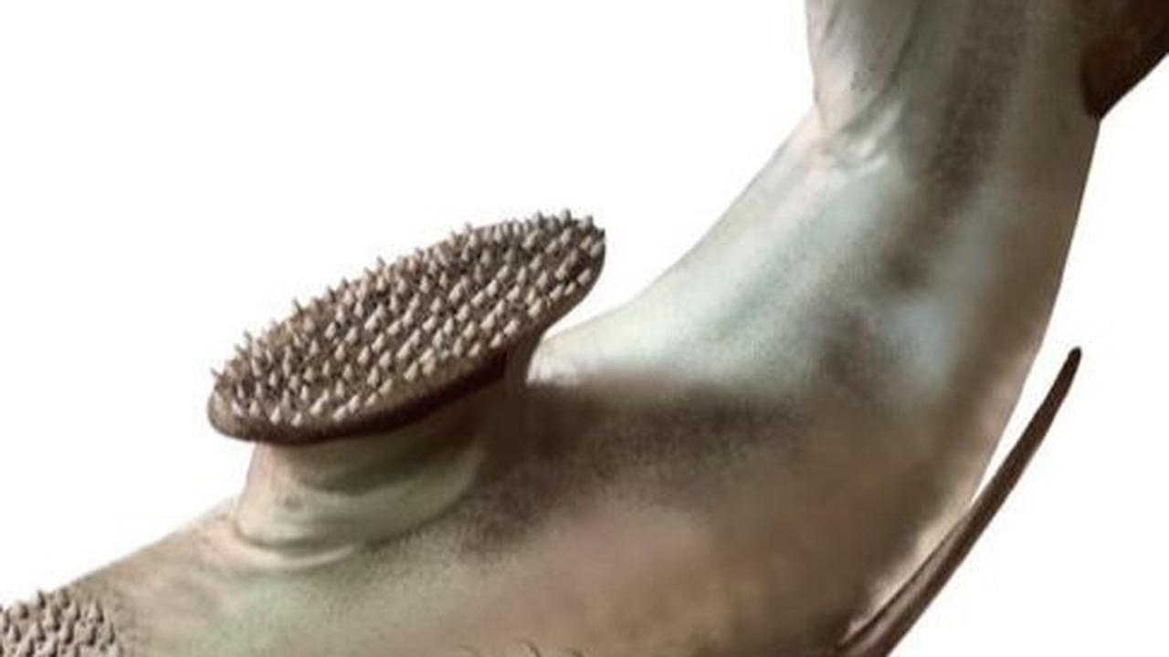 <b>Hiu Stethacanthus</b><br>