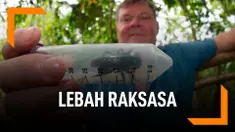 Lebah Terbesar Ditemukan di Indonesia