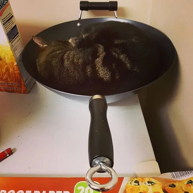 kucing tidur di tempat tak semestinya