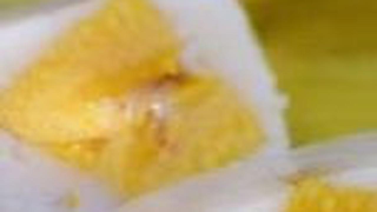 CARA MEMBUAT :
1. Masukkan bahan isian kedalam wajan, aduk rata
2. Panaskan api lalu masak hingga adonan kalis
3. Siapkan daun pisang, masukkan bahan isian dan tambahkan potongan pisang kepok
4. Lipat daun lalu buat hingga adonan habis
5. Kukus selam