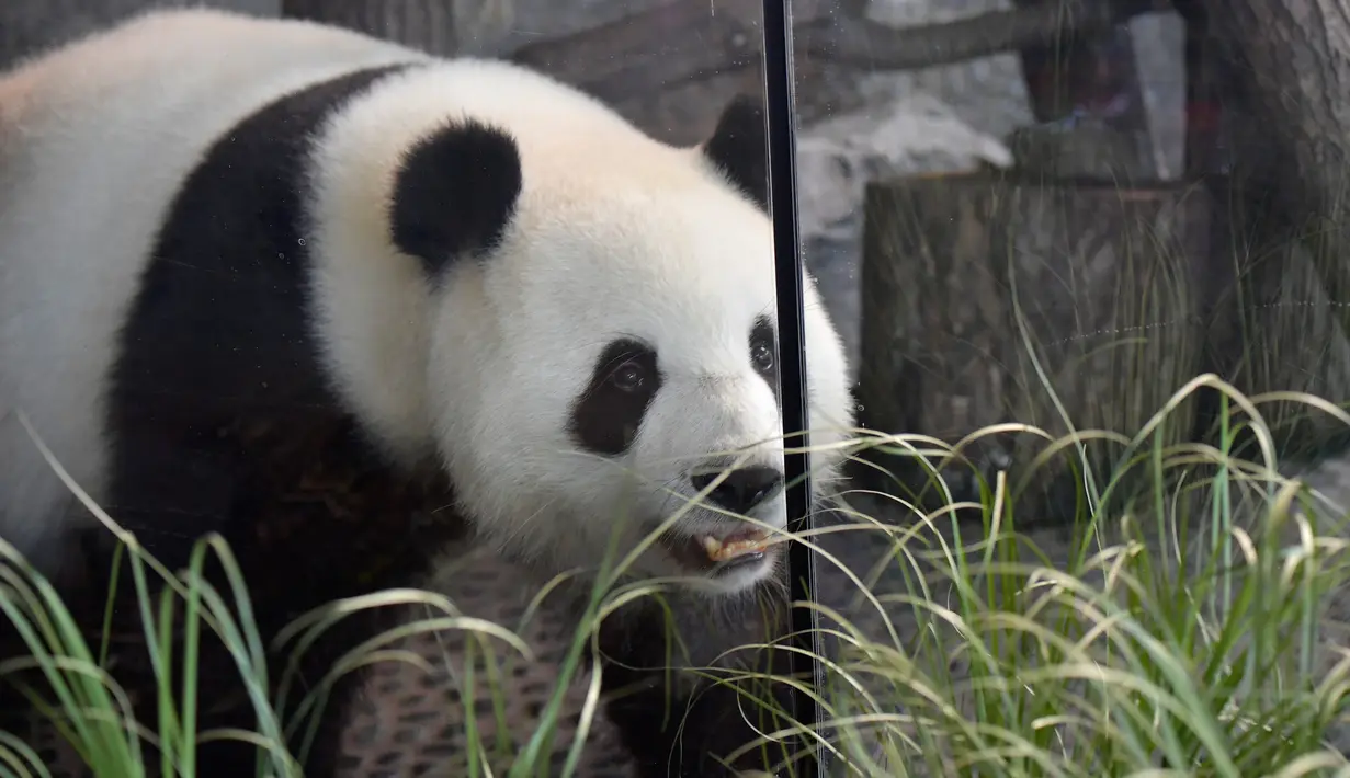 Panda betina Meng Meng berjalan dalam kandangnya di kebun binatang Zoologischer Garten, Berlin pada Rabu (14/8/2019). Sejumlah pakar mengatakan, mereka sangat yakin seekor panda betina berusia enam tahun tersebut sedang hamil. (Tobias SCHWARZ / AFP)