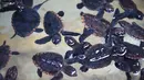 Sekitar 570 tukik (anak penyu) termasuk penyu tempayan dan penyu hijau sebelum dilepas ke Samudera Atlantik di Boca Raton, Florida (27/7). Kegiatan ini digagas oleh US Cost Guard dan LSM Gumbo-Limbo Nature Center. (Joe Raedle/Getty Images/AFP)