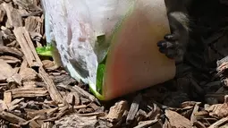 Seekor kera memakan buah-buahan beku untuk mendinginkan diri saat suhu mencapai 37 derajat Celcius di kebun binatang Bioparco di Roma, Italia pada 16 Agustus 2021. (Andreas SOLARO / AFP)