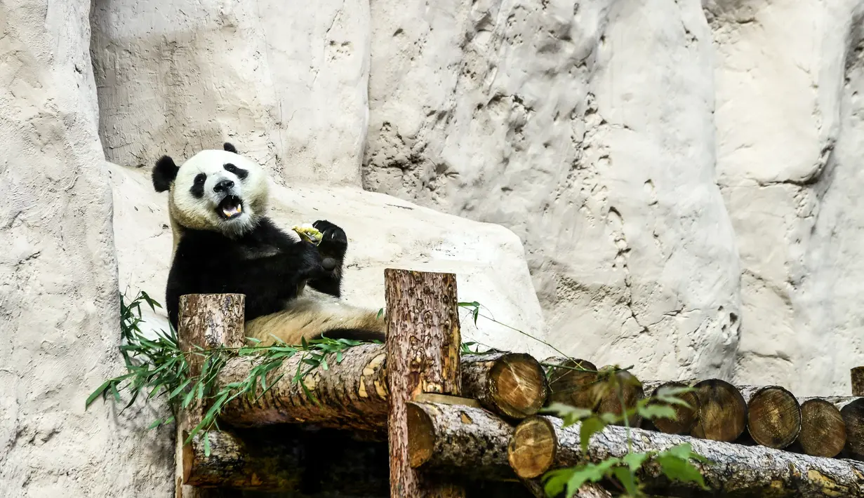 Panda raksasa (ailuropoda melanoleuca) bersantai di Kebun Binatang Moskow, Rusia, Sabtu (13/7/2019). (Kirill KUDRYAVTSEV/AFP)