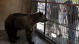 Seekor beruang cokelat Suriah setelah ditembak dengan obat bius, di kebun binatang, di Tyre, Lebanon, Minggu (18/7/2021). Animals Lebanon akan merelokasi dua beruang yang diselamatkan dari kebun binatang pribadi tersebut menuju Amerika Serikat untuk dilepaskan ke alam liar. (AP Photo/Bilal Husein)