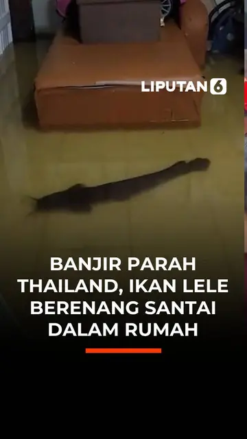 Banjir Parah Thailand, Ikan Lele Berenang Santai Dalam Rumah
