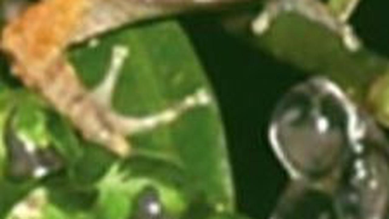 4. Tempat Katak Bertaring Menyimpan Telurnya<br>