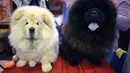 Dua anjing Chow Chow bertemu dalam kompetisi Westminster Kennel Club 142nd Annual Dog Show di New York, Amerika Serikat, Senin (12/2). (AFP PHOTO/TIMOTHY A. CLARY)