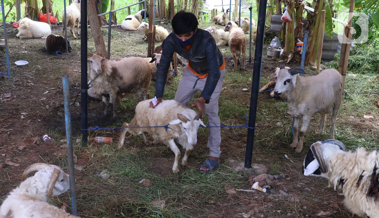 Pedagang mengikat hewan kurban yang akan di jual di Tangerang, Selasa (21/7/2020). Jelang Idul Adha 1441 H penjualan hewan kurban mulai bermunculan dan mulai banyak pesanan. (Liputan6.com/Angga Yuniar)
