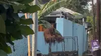 Cerdiknya Orang Utan Solo Kabur dari Kandang, Berujung ke Warung Ayam Goreng