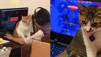 6 Potret Kucing Ganggu Majikan Main Game Ini Bikin Senyum Tipis (Twitter/petworld02/yennsgoons)