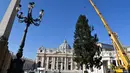 Sebuah derek dikerahkan untuk mendirikan pohon Natal raksasa di Alun-alun Santo Petrus, Vatikan, Kamis (23/11). Pohon Natal yang didatangkan dari Polandia ini tingginya mencapai 28 meter. (Andreas SOLARO / AFP Photo)