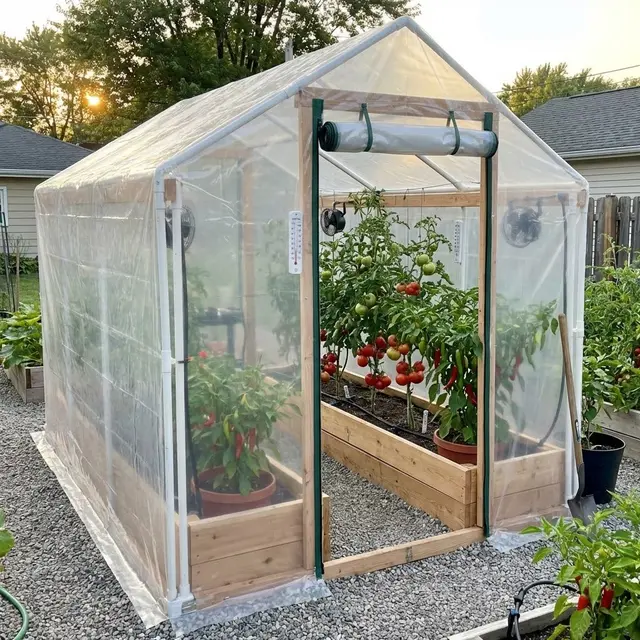 Ilustrasi Greenhouse Mini Plastik untuk Berkebun Tomat dan Cabai/Gemini AI