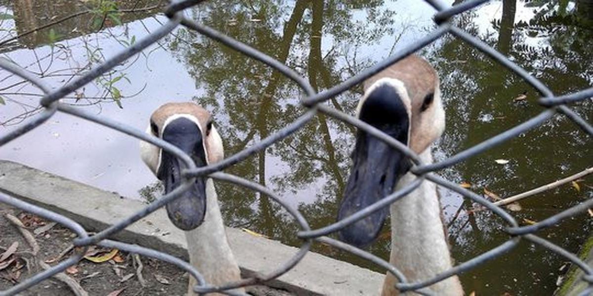 Ribuan bebek di Pekalongan mati mendadak