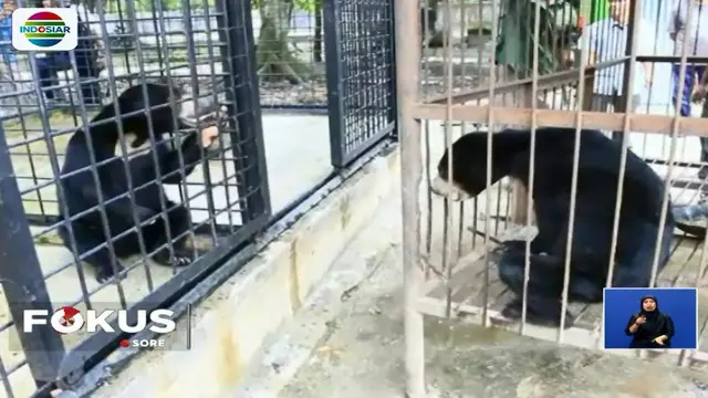 Pemilik serahkan beruang madu ke Balai Besar Konservasi Sumber Daya Alam (BBKSDA) Provinsi Riau. Beruang diduga tidak dirawat dengan baik sehingga tubuhnya kurus.
