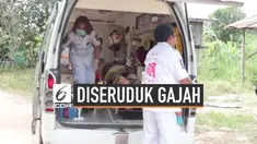 Seorang pensiunan Jerman diseruduk gajah liar di hutan distrik Bang Lamung, Thailand. Akibatnya ia mengalami luka robek pada kaki kiri.