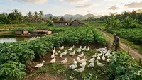 Cara Menggabungkan Ternak Entok dan Kebun Singkong agar Lebih Hemat Pakan