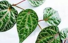 Daun Sirih Merah Ampuh Mengatasi Kolesterol dan Asam urat, Simak Cara Merebus dan Mengomsumsinya