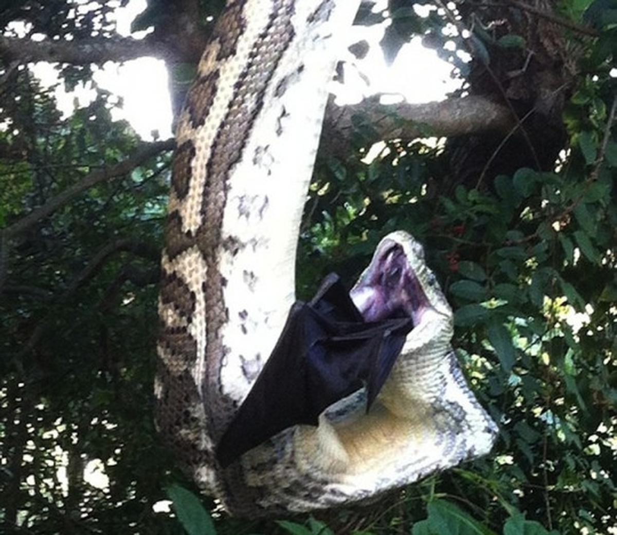 Bergelantungan, piton raksasa ini telan "Batman" 30 menit