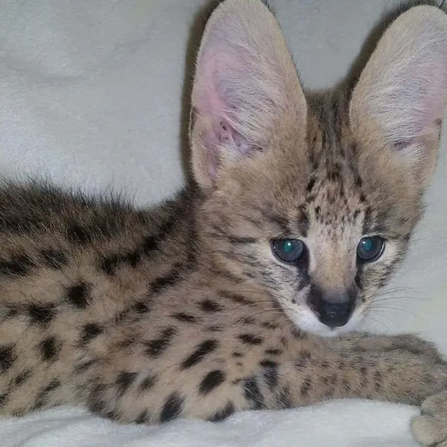 kucing serval