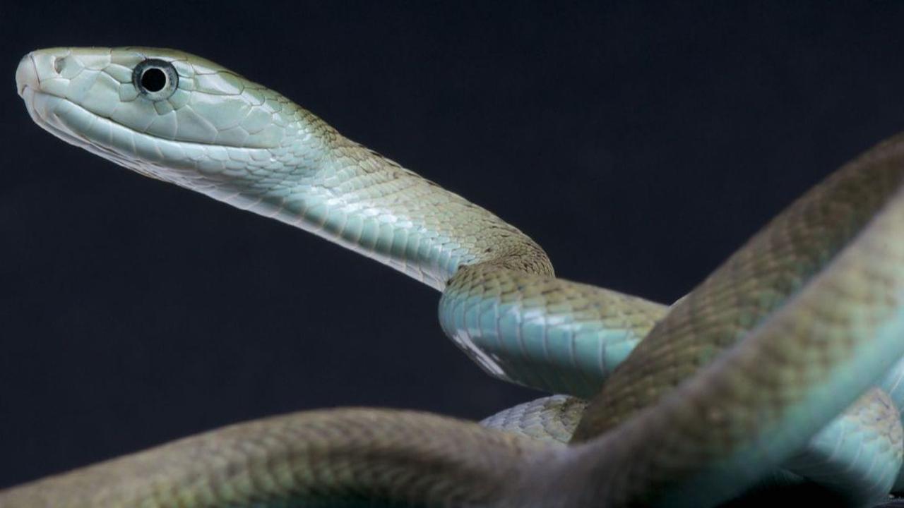 1. Black Mamba