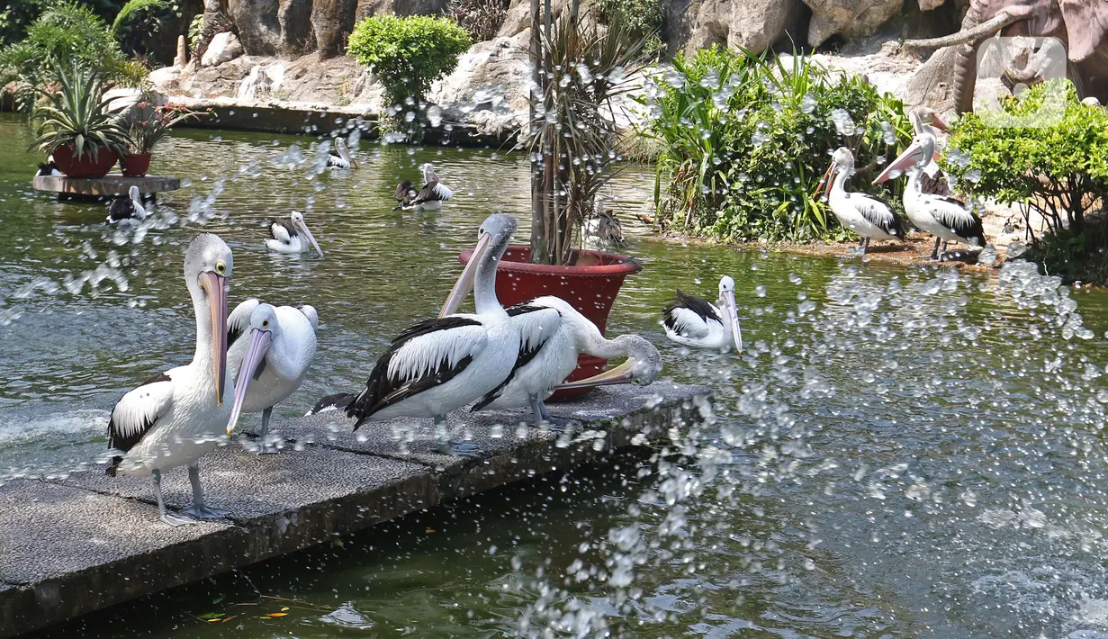 Kawanan Burung Pelikan di Taman Margasatwa Ragunan, Jakarta, Sabtu (1/8/2020). Di masa pandemi corona ini, Ragunan sepi pengunjung di libur panjang Idul Adha 1441 H dibandingkan tahun lalu. (Liputan6.com/Herman Zakharia)