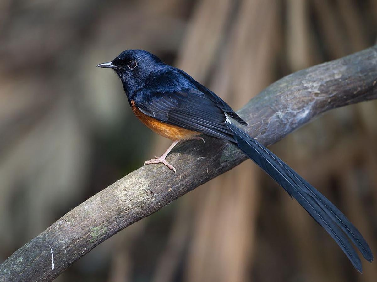 1. Pastikan Kandang Burung Murai Aman dan Nyaman
