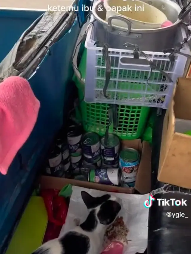 Kucing Rescue