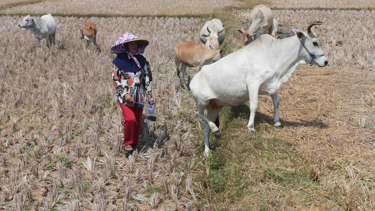 Kekeringan Ekstrem Sebabkan Sawah di Jonggol Mengering
