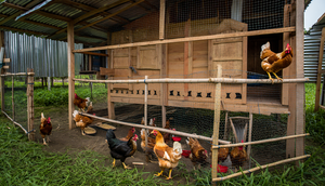 Desain kandang ayam (Foto: Reve Art AI)