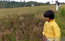 Pemerintah Kabupaten Kukar Komitmen Dongkrak Produksi Padi, Wujudkan Lumbung Pangan Kaltim