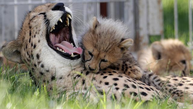 Tingkah Manja Bayi Cheetah pada Sang Induk