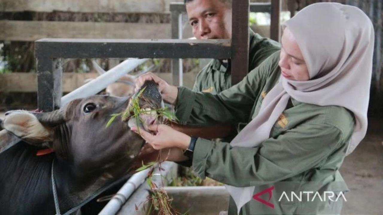 Kementan Perkuat Pengendalian Penyakit Hewan Ternak Jelang Ramadhan dan Idul Fitri 1447 H