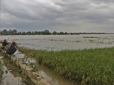 Warga memancing di sawah yang terendam banjir di Desa Karangligar, Kecamatan Telukjambe Barat, Karawang, Jawa Barat, Kamis (10/2/2021). Banjir di Desa Karangligar akibat meluapnya sungai Citarum dan Cibeet membuat ratusan rumah terendam banjir dan ratusan hektar sawah. (Liputan6.com/Herman Zakharia)