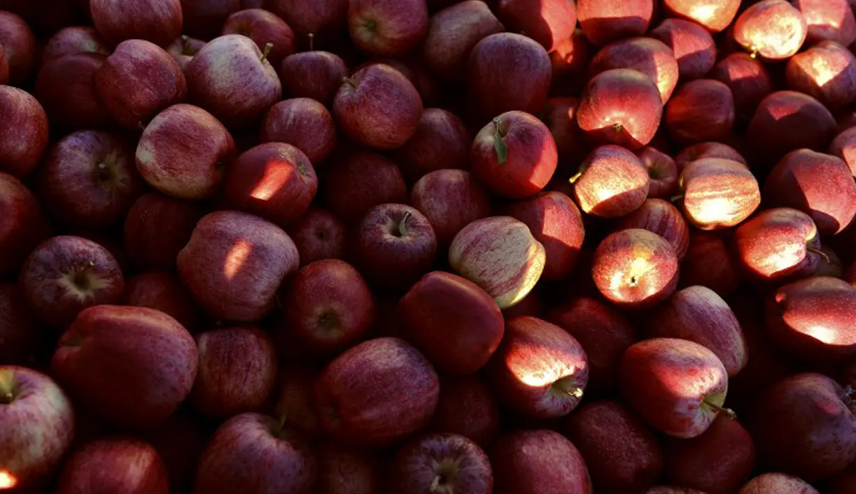 Kandungan AHA yang tinggi pada apel bermanfaat untuk membunuh bakteri serta dapat mengelupas sel-sel kulit mati. Untuk memutihkan ketiak, tumbuklah buah apel lalu oleskan di area kulit ketiak. Diamkan hingga beberapa saat lalu bilas dengan air.(AFP Photo)