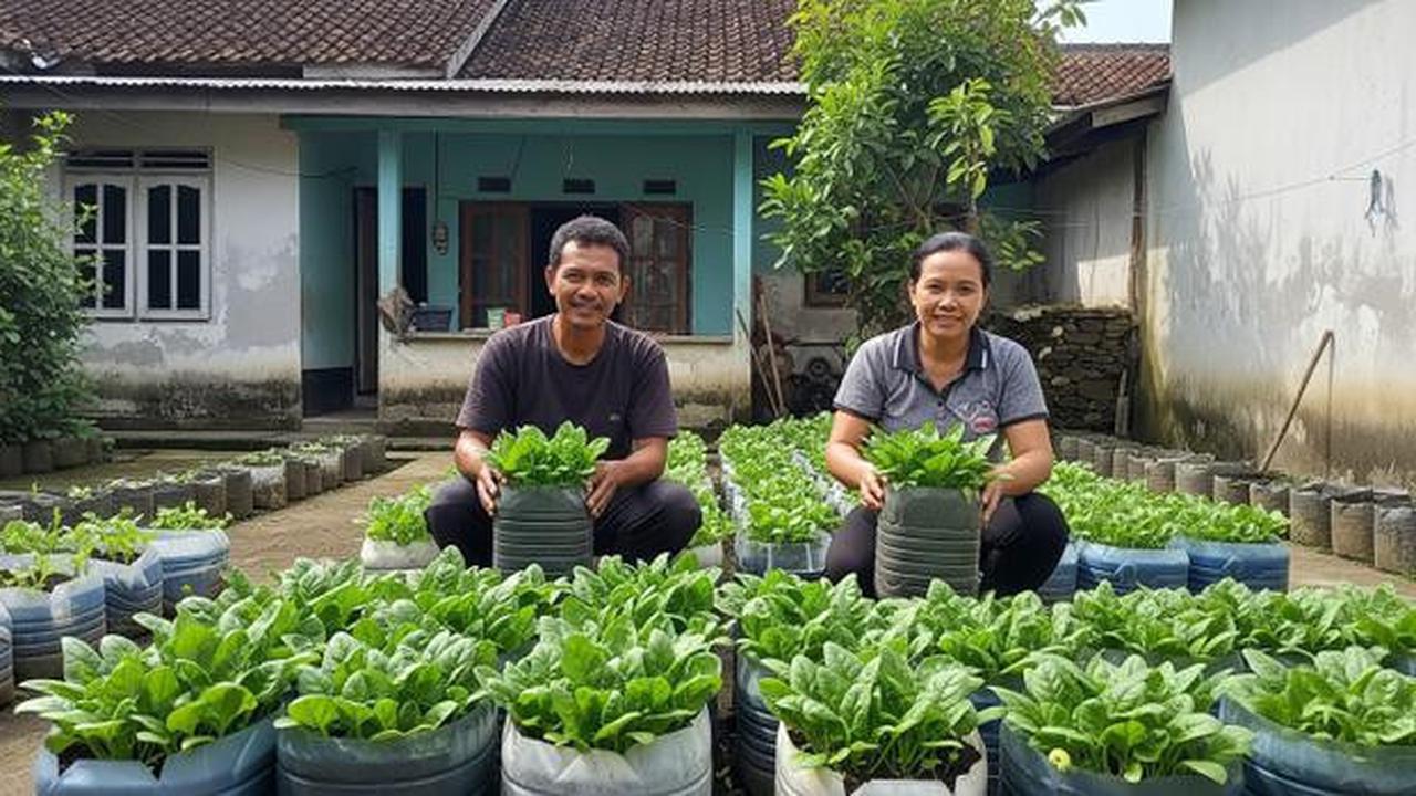 Cara Menanam Bayam di Galon Bekas, Mudah untuk Ketahanan Pangan