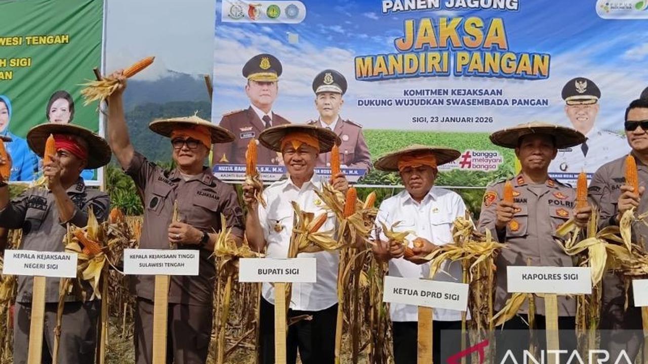 Kejari Sigi Panen Jagung 6 Ton, Dukung Swasembada Pangan Nasional